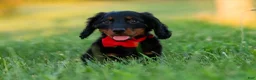 Miniature Dachshund dogs for sale: neo - Ad 1