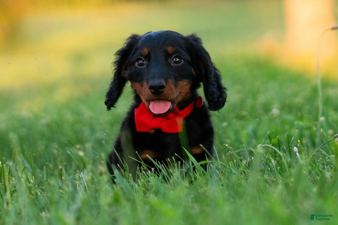 Miniature Dachshund dogs for sale: neo - Ad 1