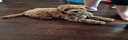 Cavapoo dogs for sale: Cavapoo 1 - Ad 3