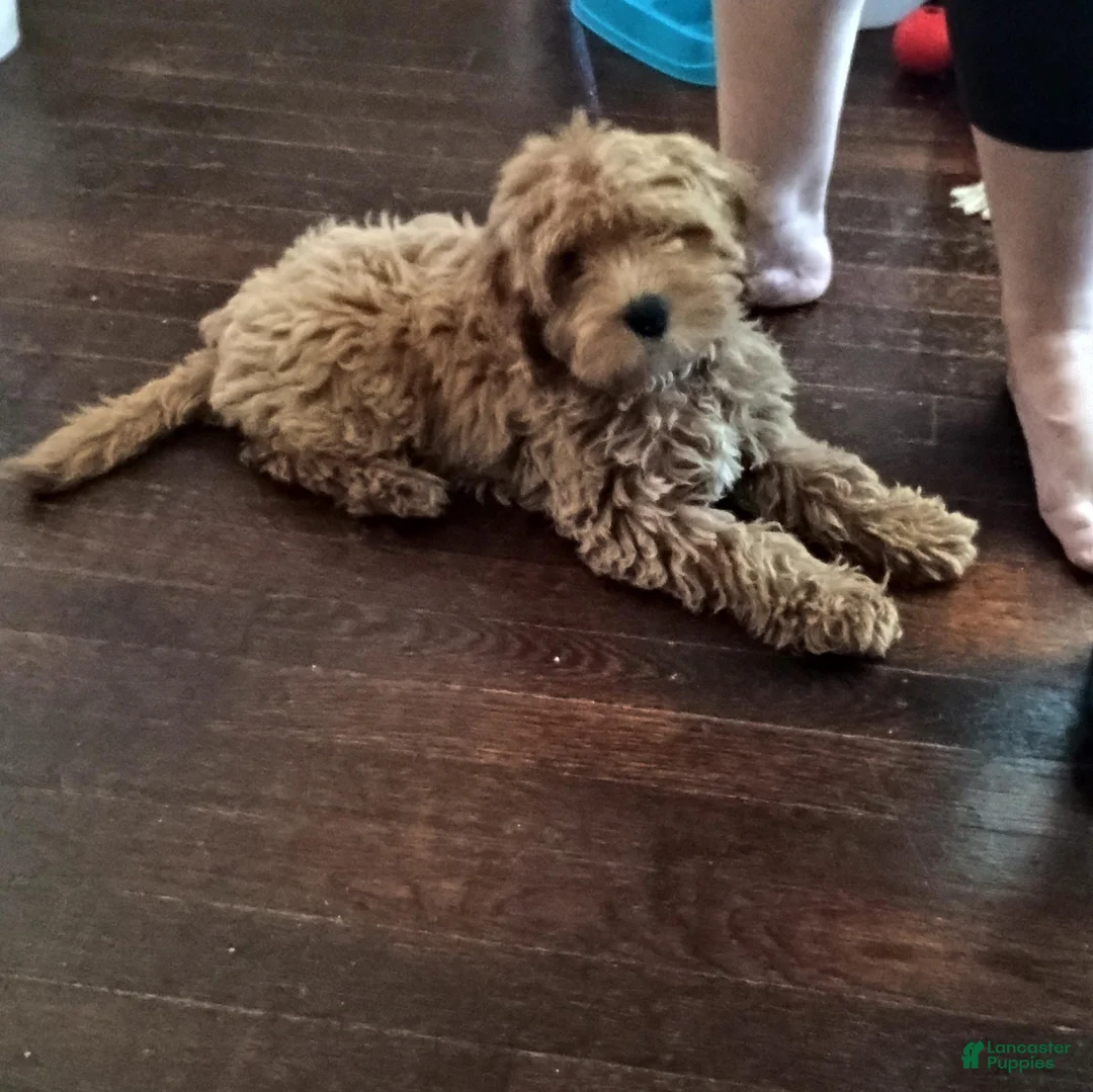 Cavapoo dogs for sale: Cavapoo 1 - Ad 3