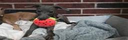 Italian Greyhound dogs for sale: Taz - Ad 6