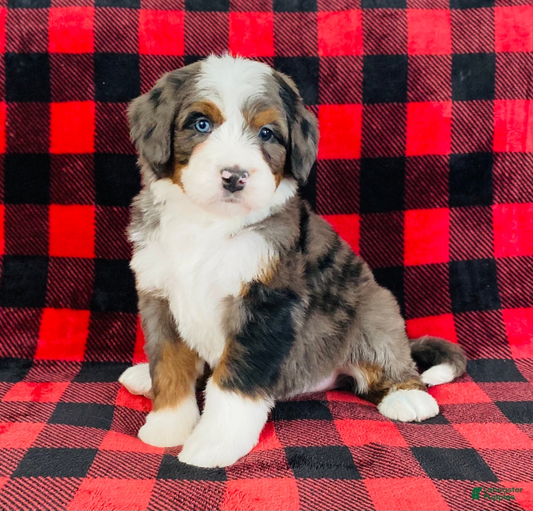 Bernedoodle dogs for sale: Porter - Ad 6