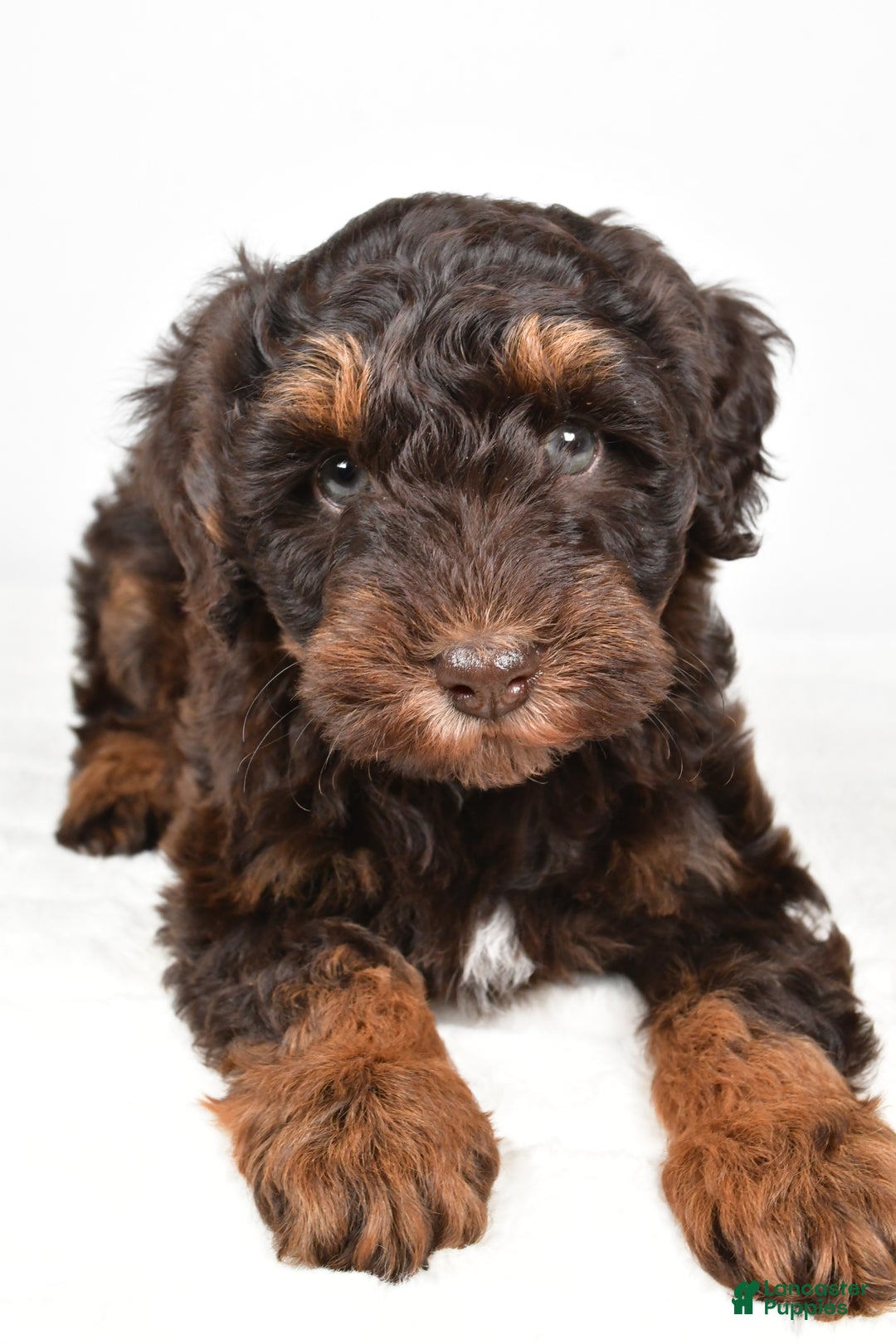 Mixed Breed dogs for sale: Mari - Ad 2