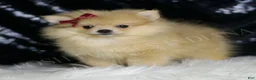 Pomeranian dogs for sale: Cremella - Ad 4