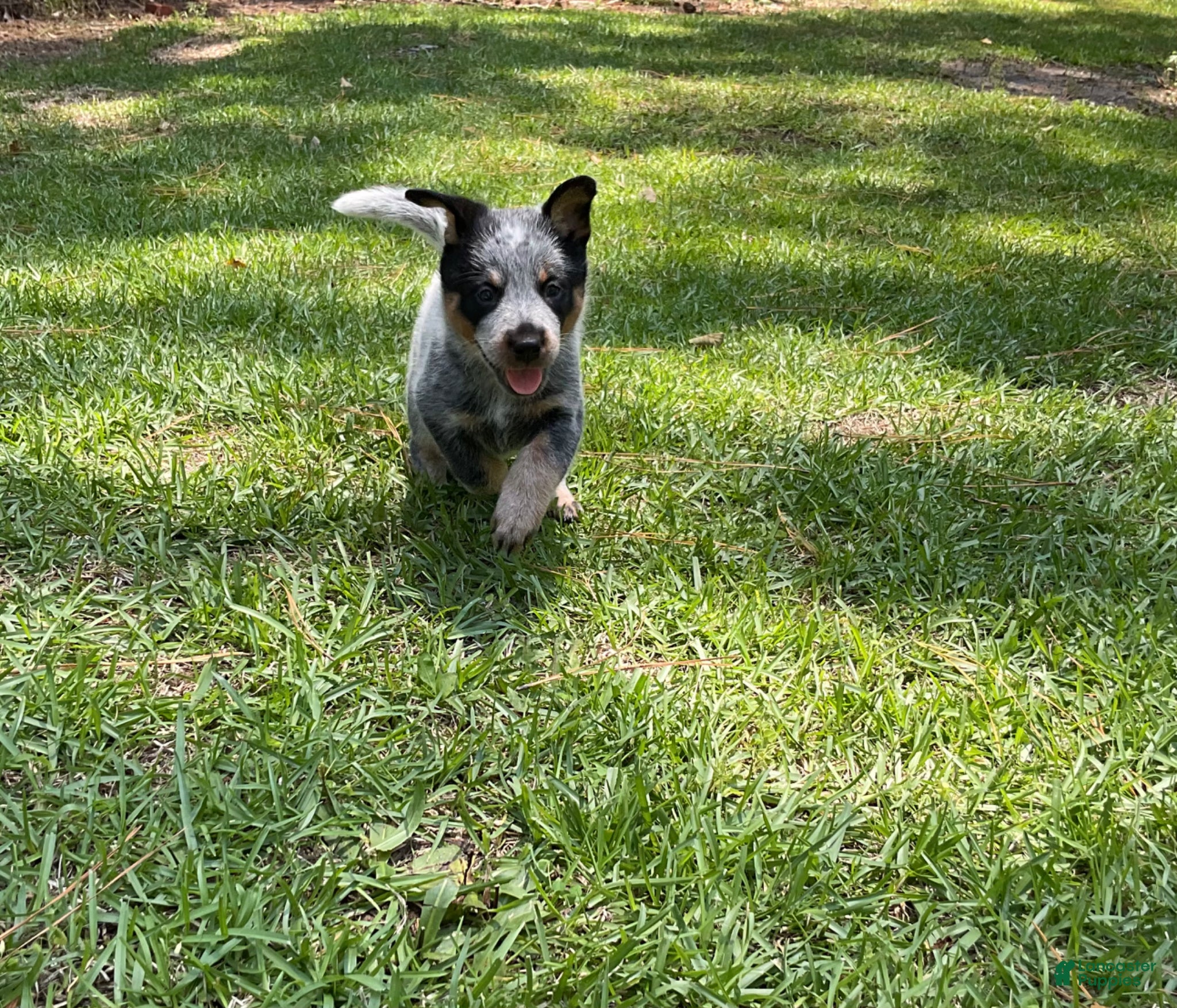 Australian Cattle Dog dogs Australian Cattle Dog Puppy 3 - Ad 40