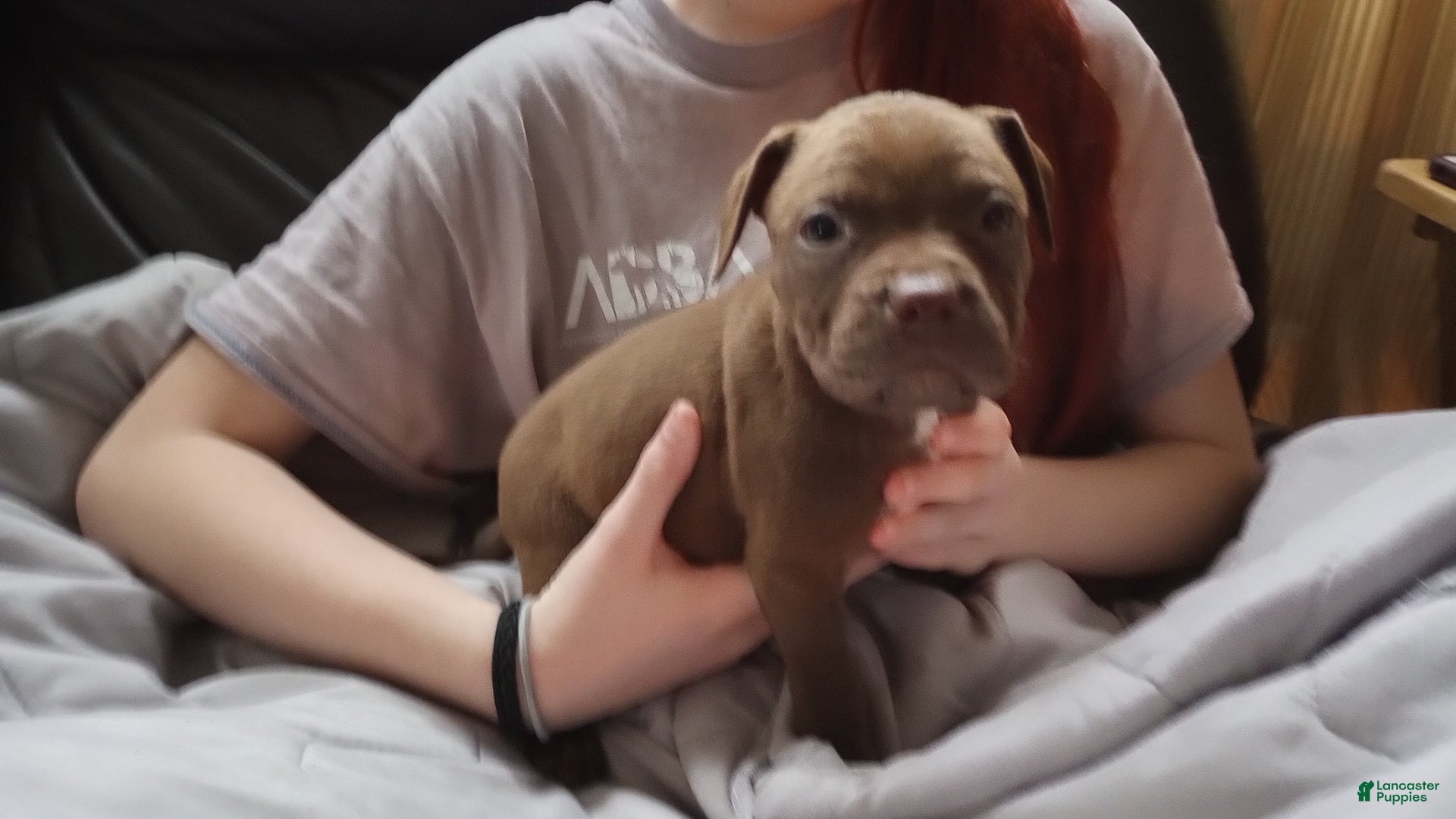 American Bully dogs Ariel Manning - Ad 31