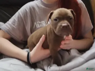 American Bully dogs Ariel Manning - Ad 3