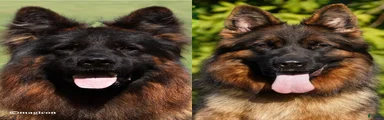 German Shepherd 1