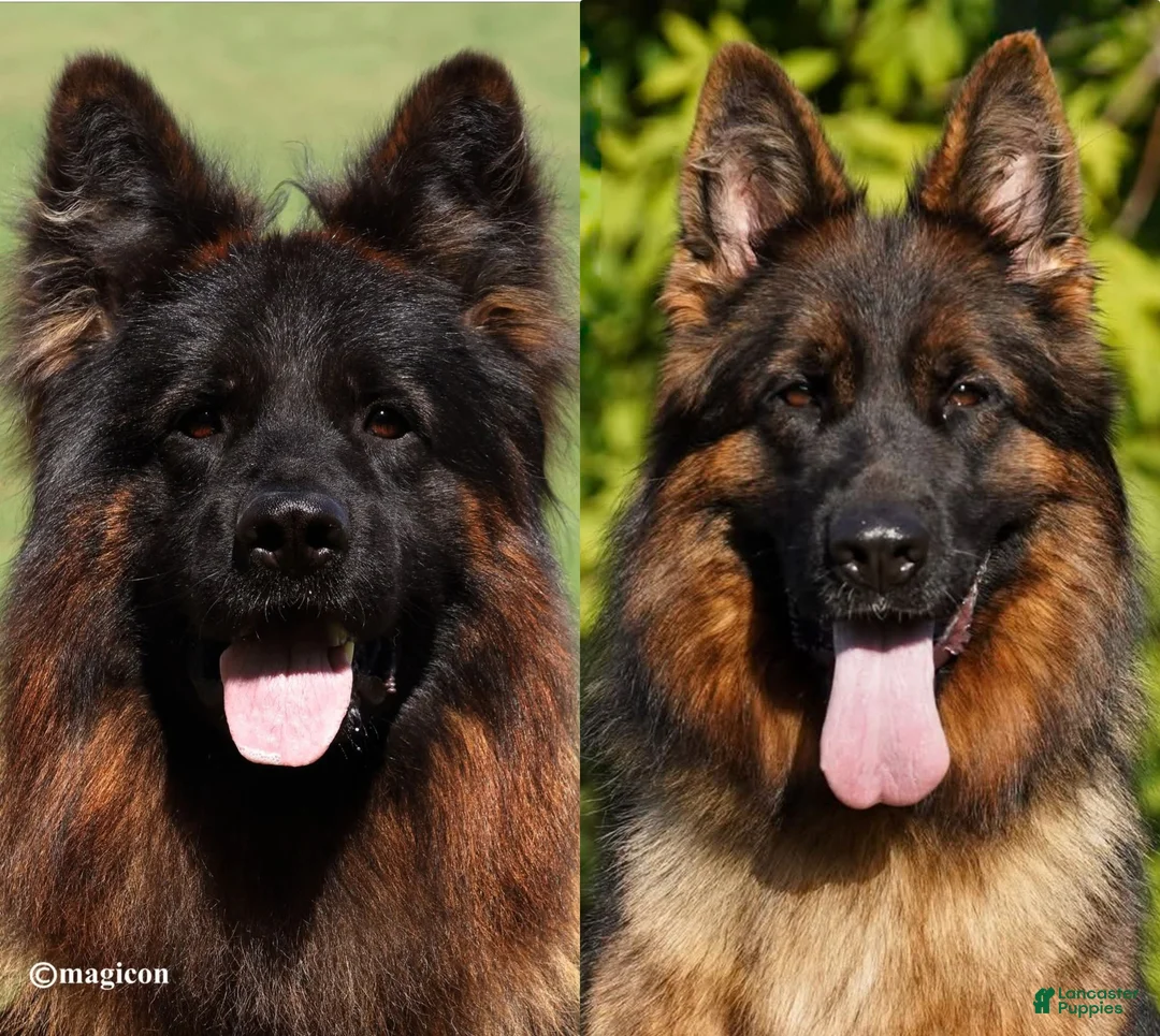 German Shepherd dogs for sale: German Shepherd 1 - Ad 1