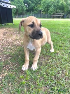 Cane Corso dogs Giselle - Ad 1