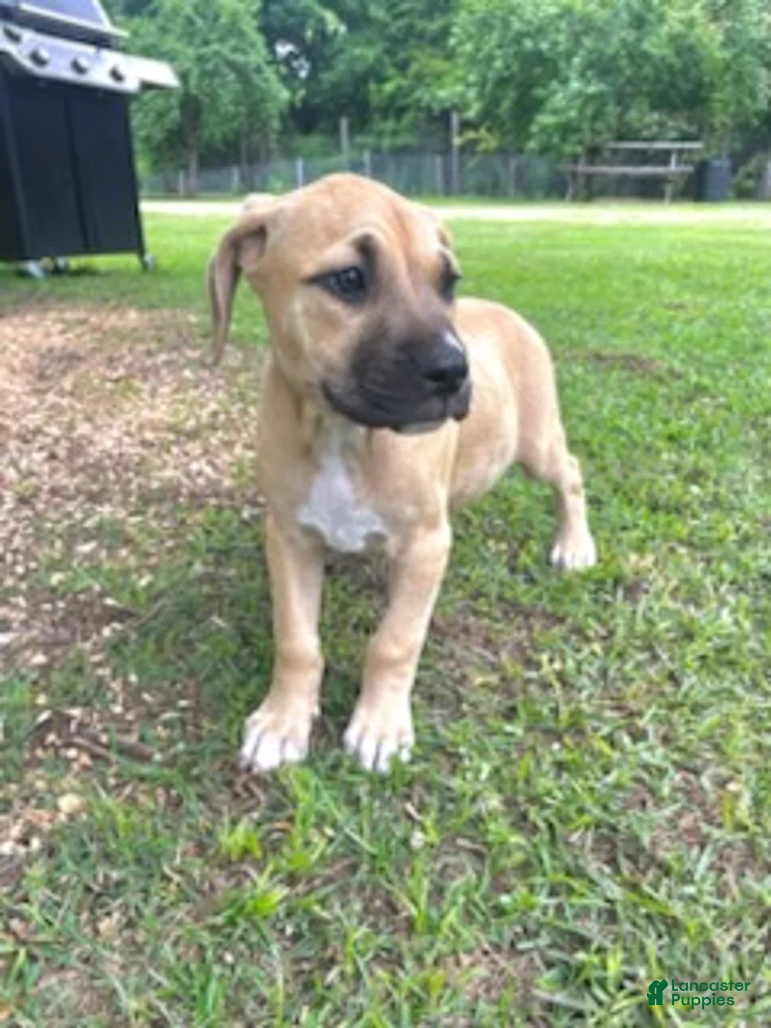 Cane Corso dogs for sale: Giselle - Ad 1