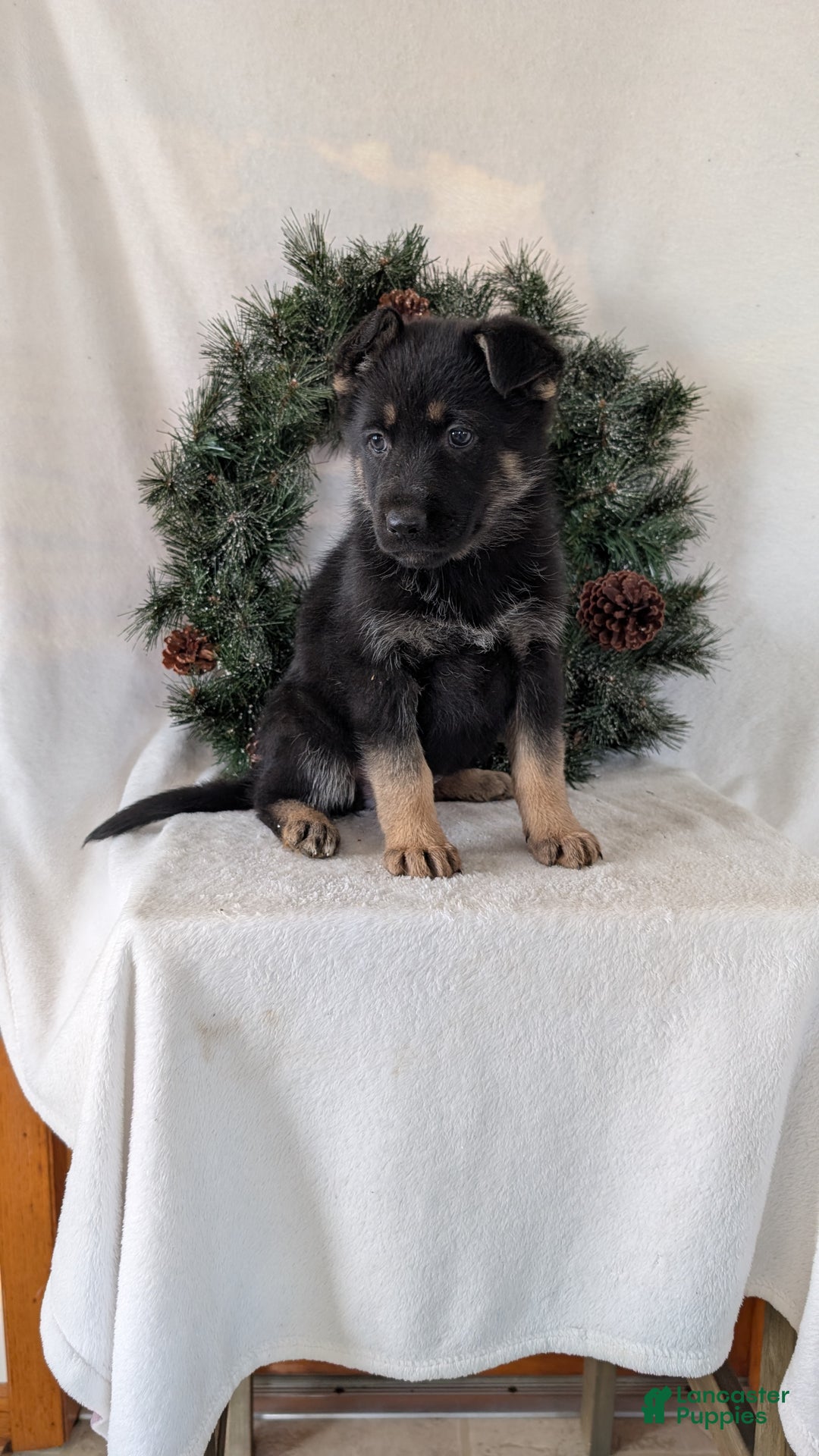 German Shepherd dogs for sale: Marge  - Ad 4