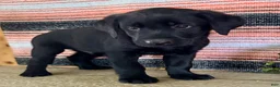 Labrador Retriever dogs for sale: Ricky  - Ad 6