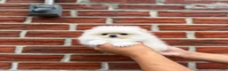 Pomeranian dogs for sale: Teacup Pomeranian Korean bloodline 2 - Ad 11