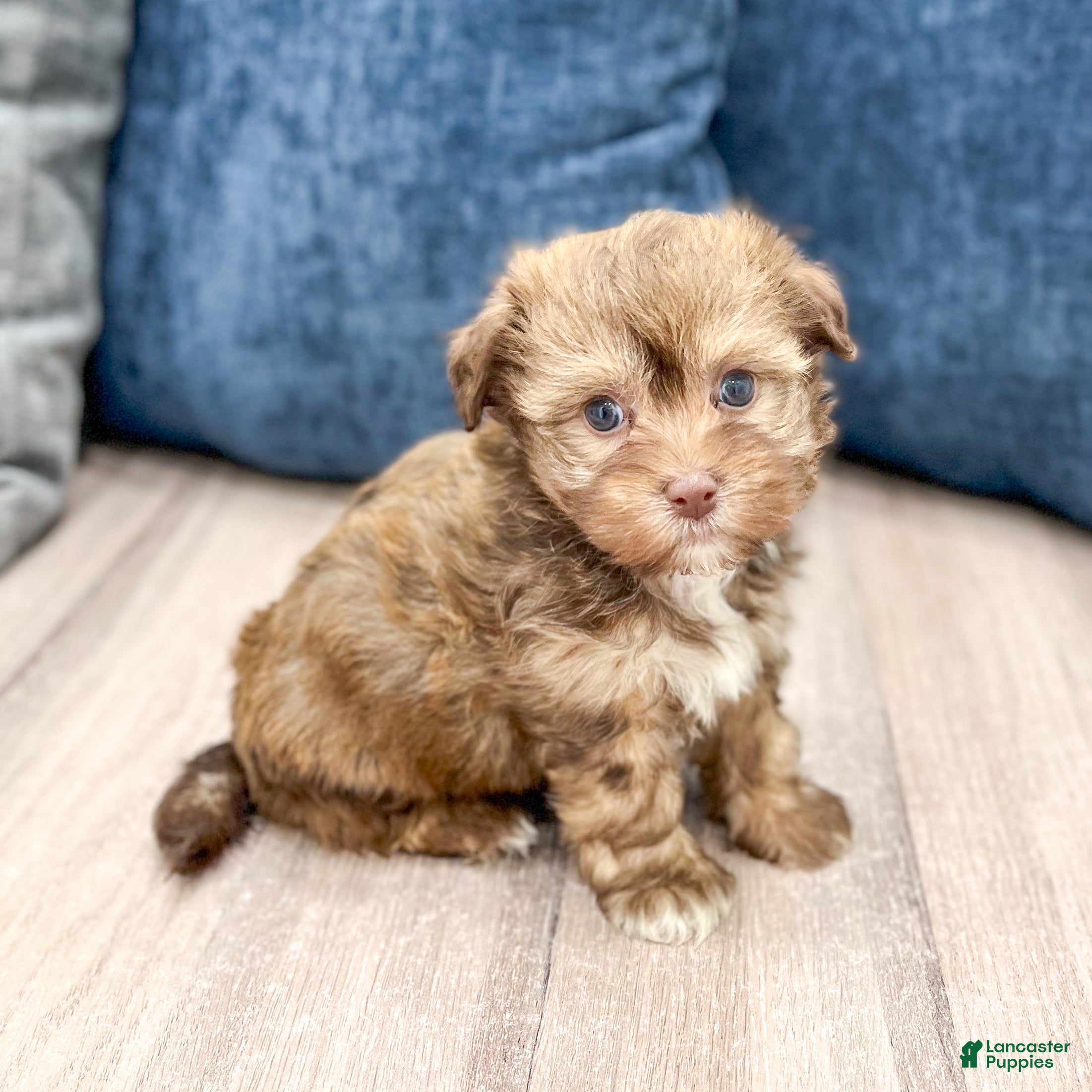 Havanese dogs Dexter - Ad 1