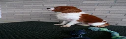 Cavalier King Charles Spaniel dogs for sale: Champ - Ad 7