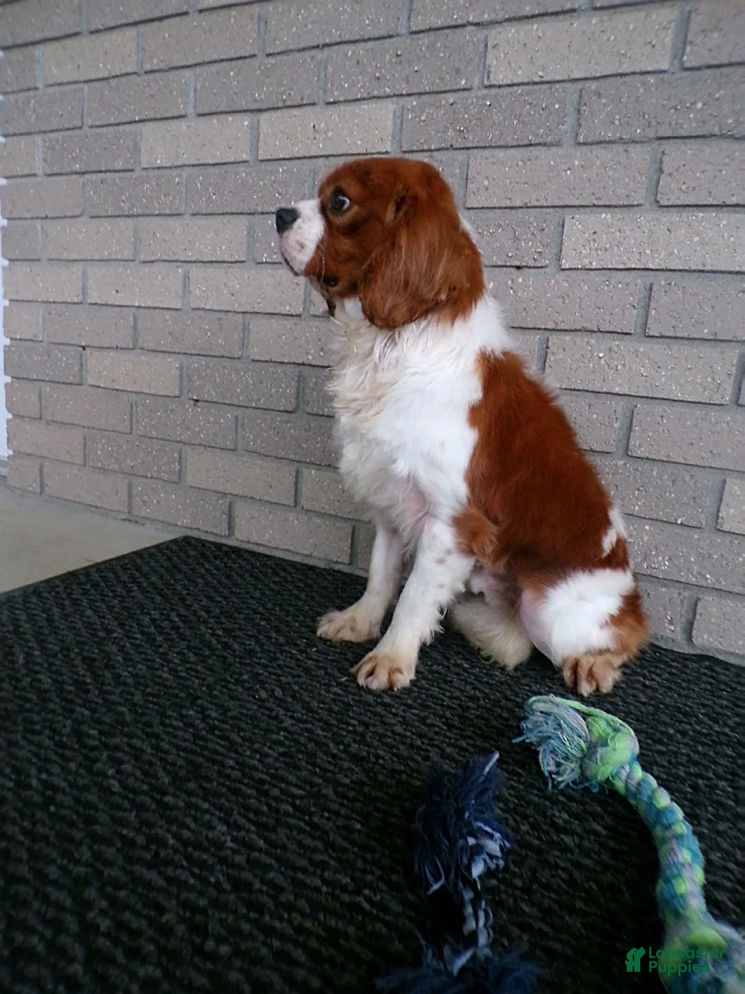Cavalier King Charles Spaniel dogs for sale: Champ - Ad 7