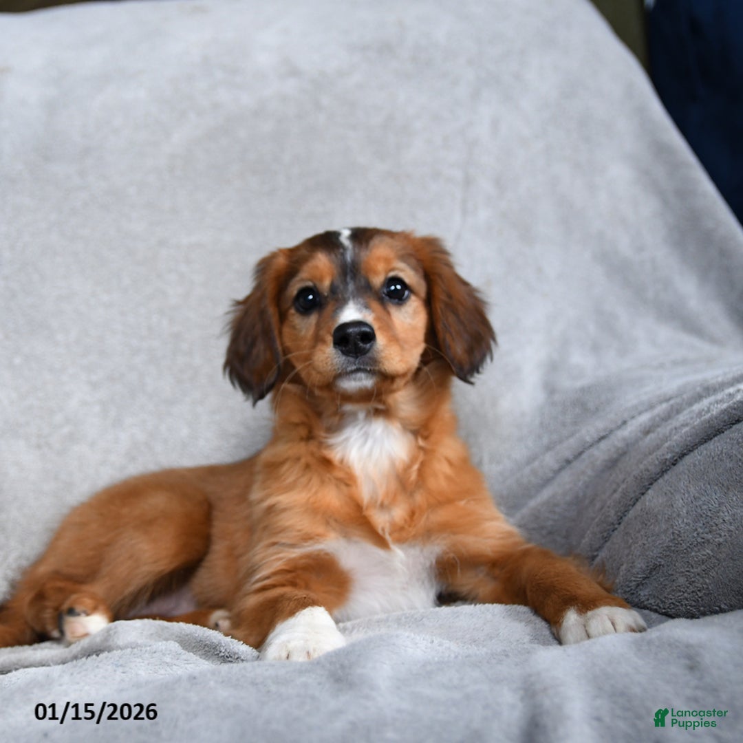 Mixed Breed dogs for sale: Beauty - Ad 2