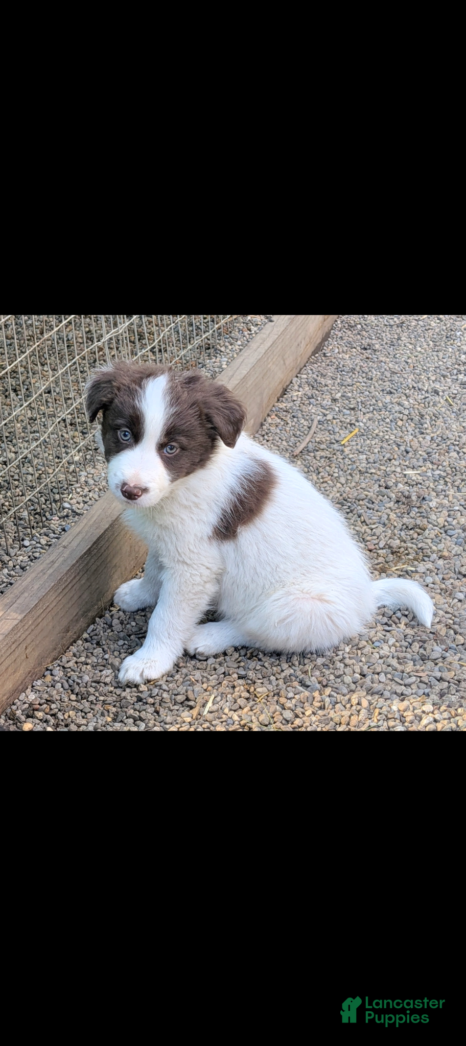 Border Collie dogs Border Collie Puppy 1 - Ad 26