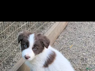 Border Collie dogs Border Collie Puppy 1 - Ad 26