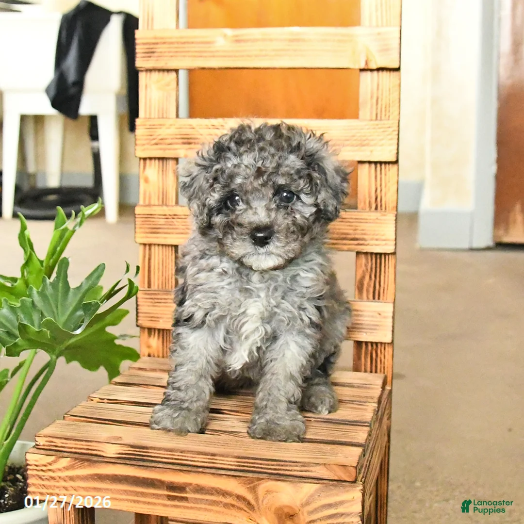 Miniature Poodle dogs for sale: Austin - Ad 2