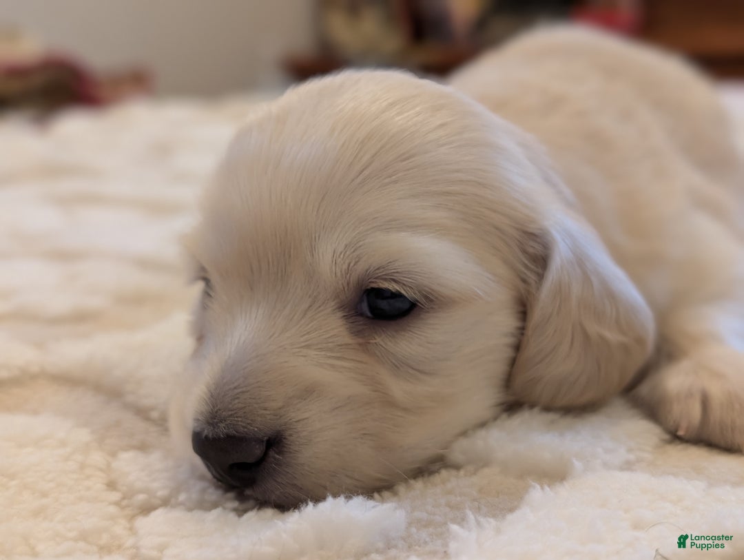 Miniature Dachshund dogs for sale: Miniature Dachshund Puppy 2 - Ad 4