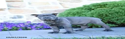 Cane Corso dogs for sale: Blane - Ad 3