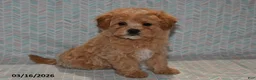 Maltipoo dogs for sale: Maggie - Ad 1