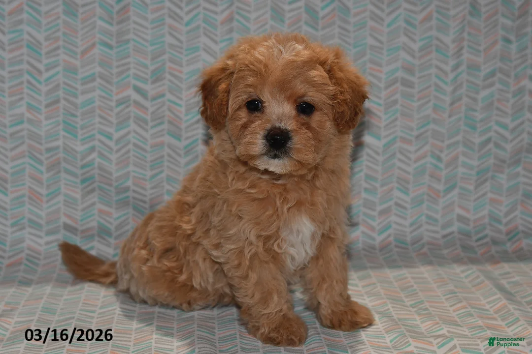 Maltipoo dogs for sale: Maggie - Ad 1