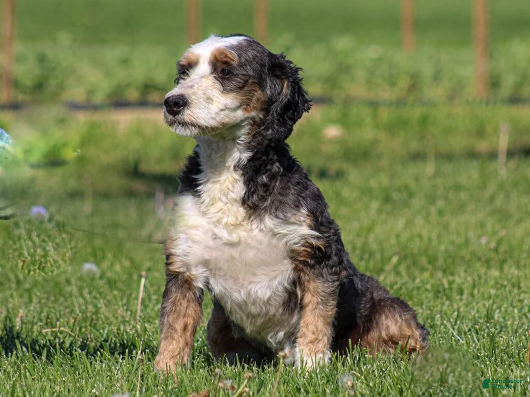 Mini Bernedoodle dogs for sale: Scottie - Ad 6