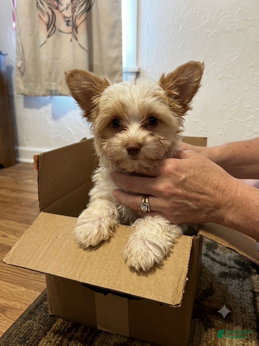 Yorkshire Terrier dogs AKC Harlow - Ad 2