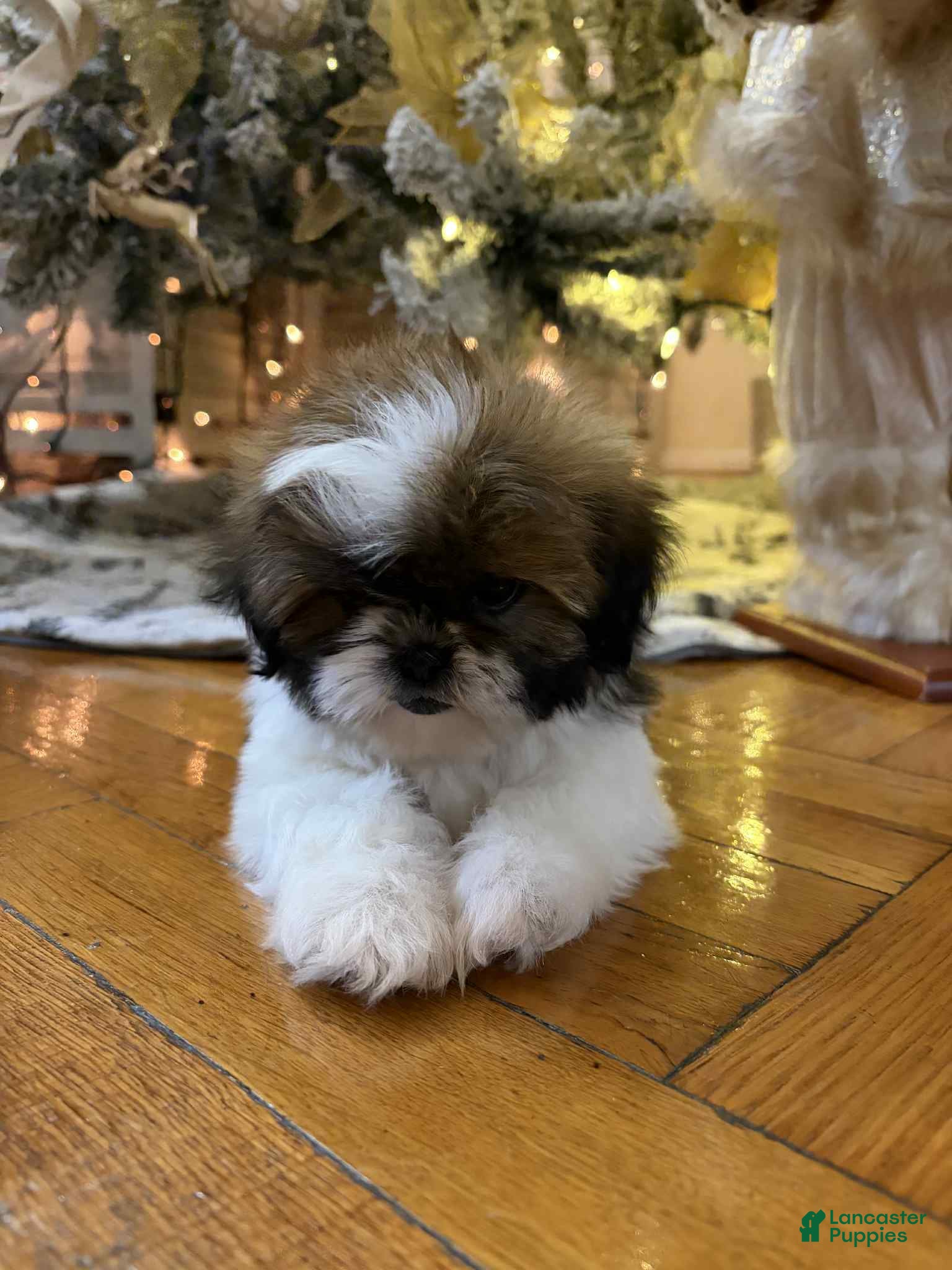 Shih Tzu dogs Ring - Ad 24