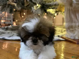 Shih Tzu dogs Ring - Ad 20