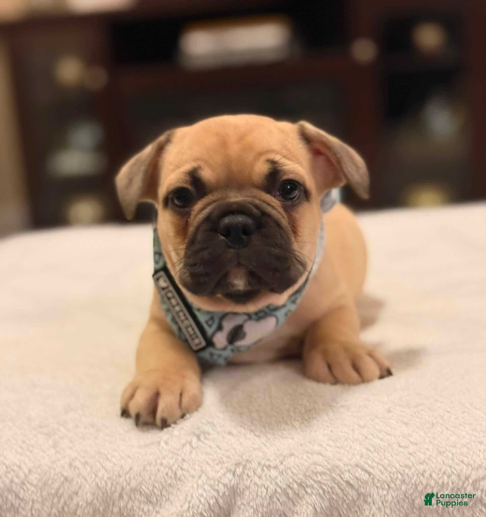 French Bulldog dogs 1 - Fawn Black Mask Male - Ad 36