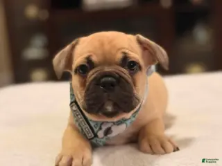 French Bulldog dogs 1 - Fawn Black Mask Male - Ad 37