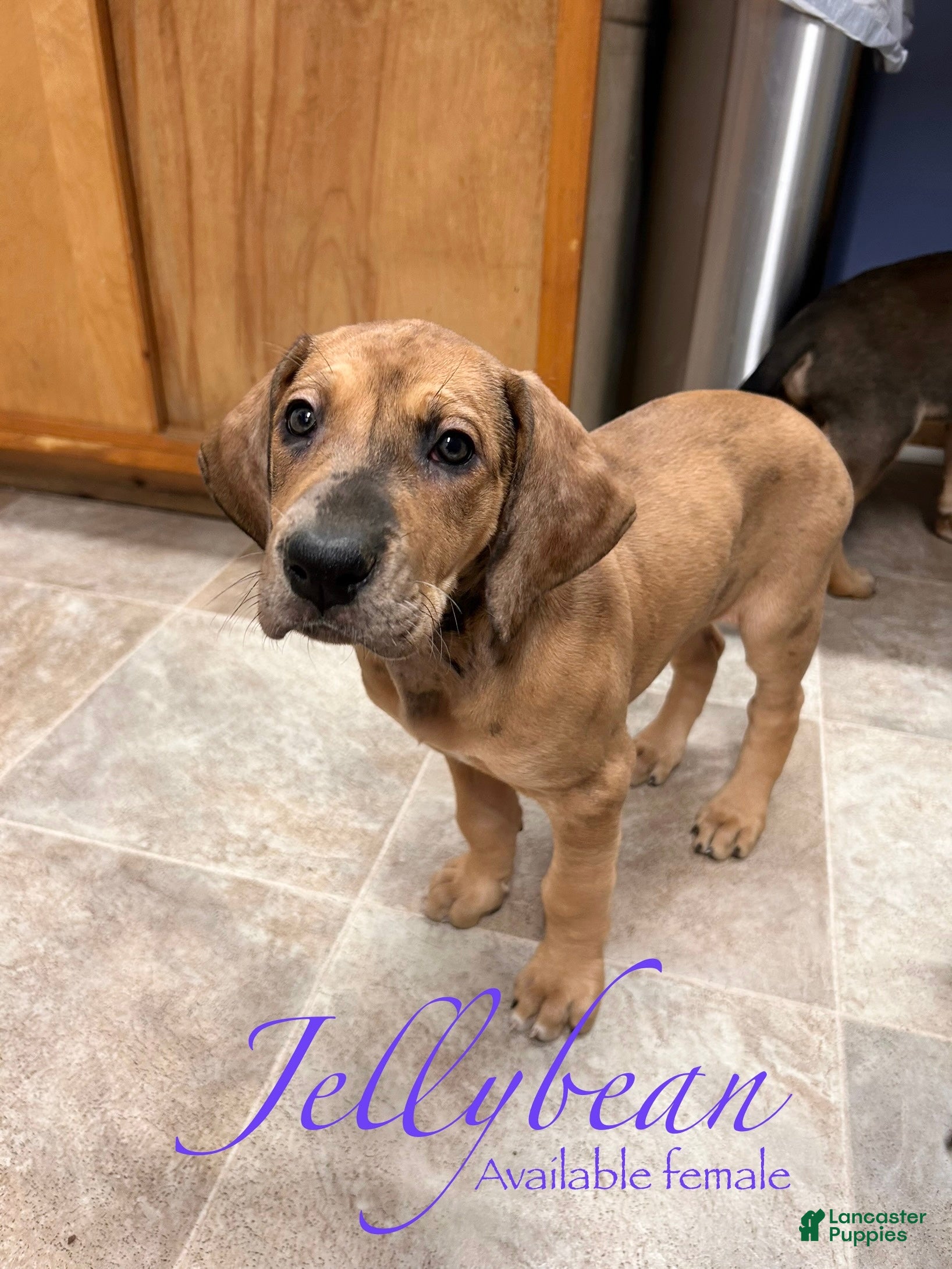 Great Dane dogs Jellybean - Ad 18