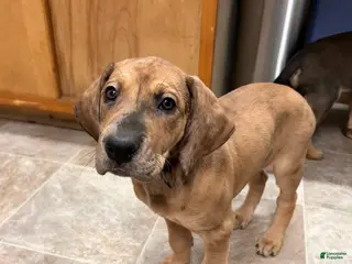 Great Dane dogs Jellybean - Ad 18