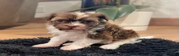 Havanese dogs for sale: Ranger - Ad 4