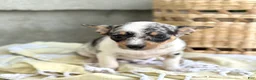 Chihuahua dogs for sale: Rosie - Ad 4