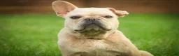 French Bulldog dogs for sale: Sawyer French Bulldog  - Ad 8