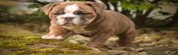 Mixed Breed dogs for sale: Delsie Victorian Bulldog - Ad 3