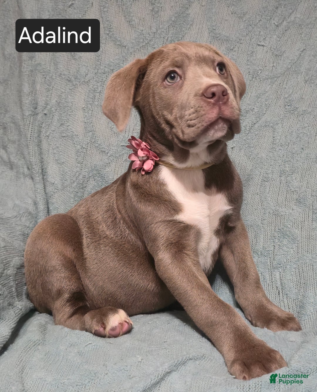 Cane Corso dogs for sale: Adalind - Ad 11