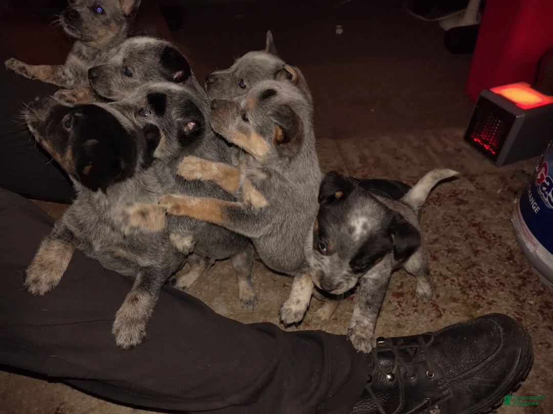 Australian Cattle Dog dogs for sale: Australian Cattle Dog Puppy 1 - Ad 2