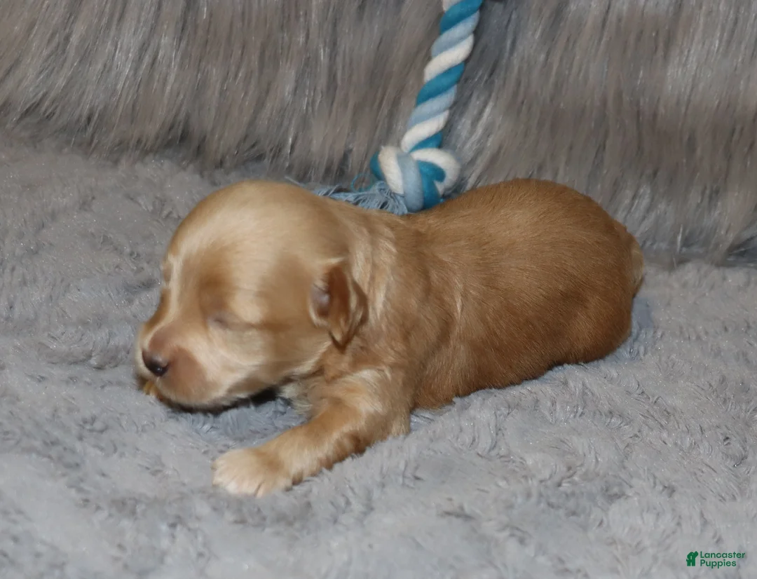 Havapoo dogs for sale: Asher 👨‍👨‍👦‍👦💞🐕 Miniature - Ad 18