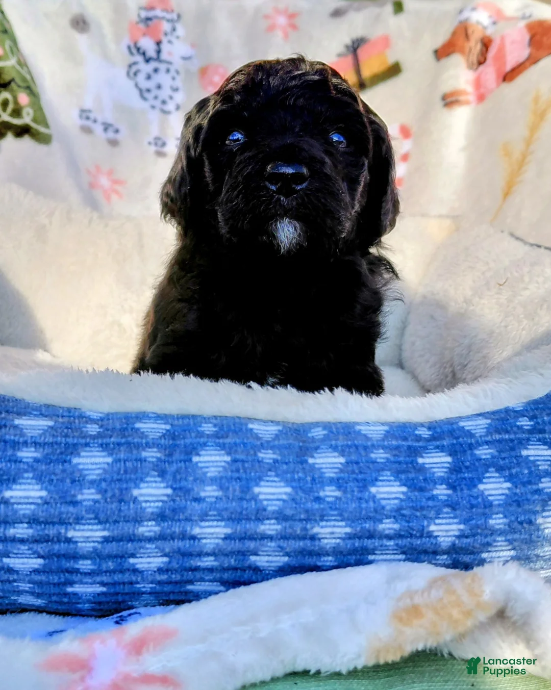Mini Goldendoodle dogs for sale: Mini Goldendoodle JUNIOR - Ad 1
