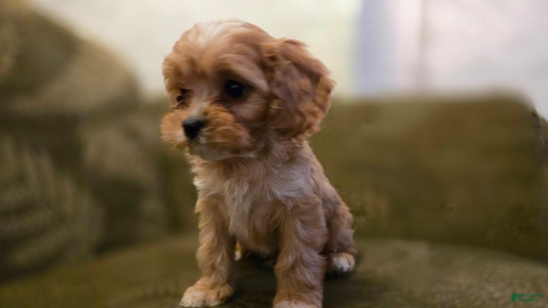 Cavapoo dogs for sale: Wyatt - Ad 3
