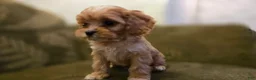 Cavapoo dogs for sale: Wyatt - Ad 3