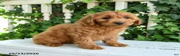 Mini Goldendoodle dogs for sale: Woolly - Ad 2