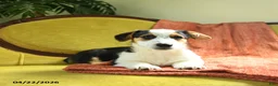 Welsh Corgi Pembroke dogs for sale: Tiffany - Ad 9
