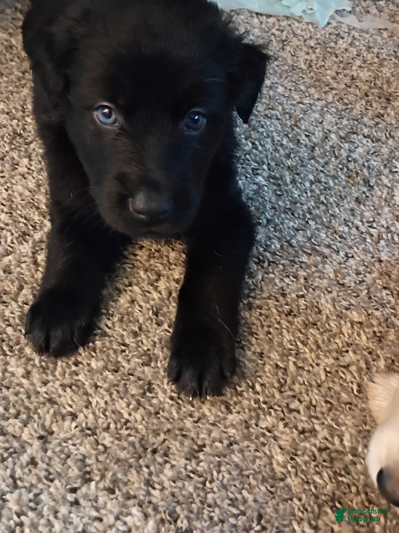 Mixed Breed dogs Mixed Breed 7 - Ad 34